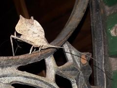 Typophyllum inflatum