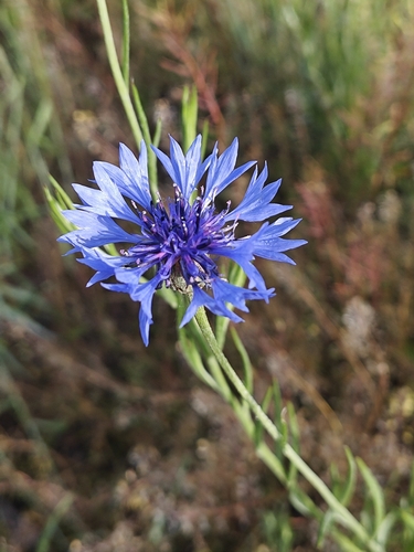 Cornflower