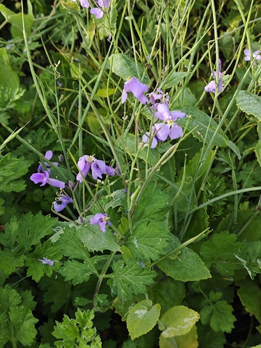 Chinese Violet Cress