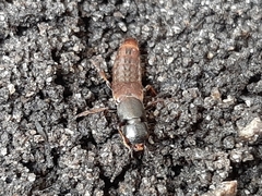 Platydracus cinnamopterus