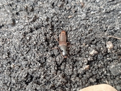 Platydracus cinnamopterus