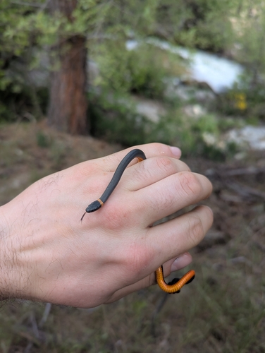 iNaturalist observation photo of Ring-necked Snake