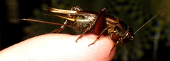 Teleogryllus oceanicus
