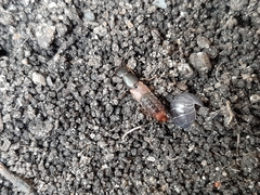 Platydracus cinnamopterus