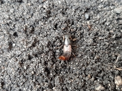 Platydracus cinnamopterus
