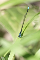 Acanthagrion trilobatum