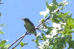 Setophaga kirtlandii