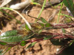 Ptilotus spathulatus