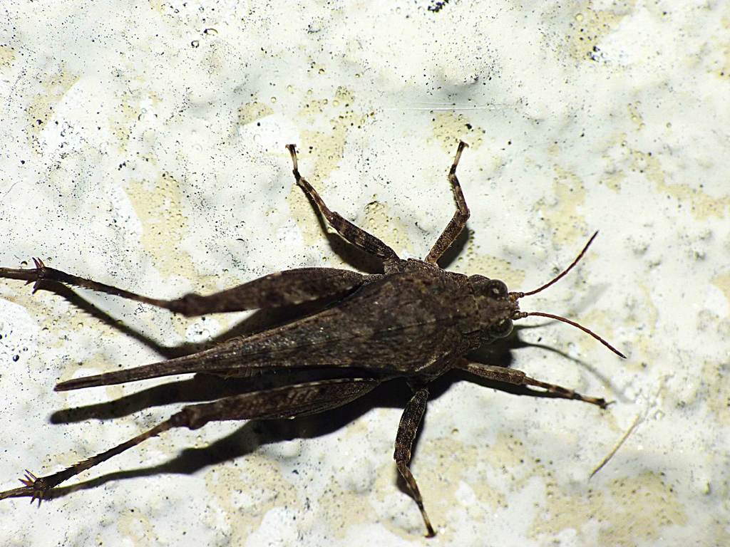 Paratettix australis