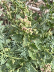 Chenopodiastrum murale