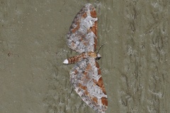 Eupithecia ravocostaliata