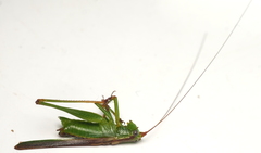 Conocephalomima barameda