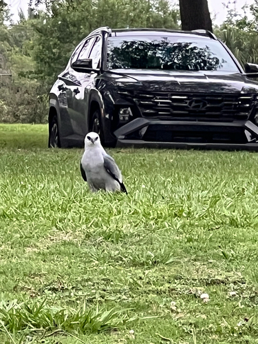 Mississippi Kite photographed in Louisiana