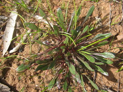 Ptilotus spathulatus
