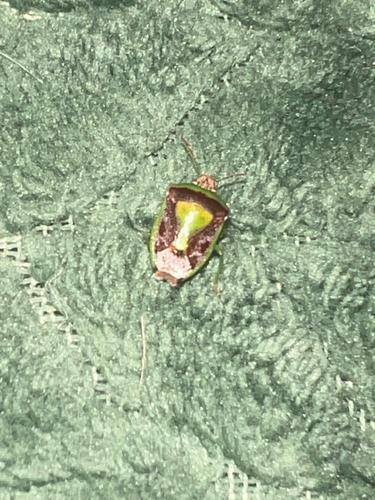 Banasa dimidiata