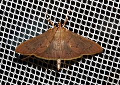 Hyalobathra crenulata