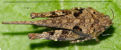Paratettix australis