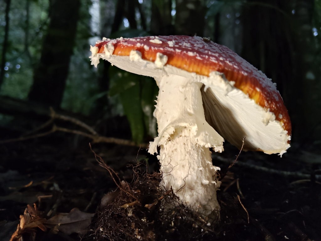 Amanita muscaria · May 2026 · photo: © john_barkla (iNaturalist, cc0)