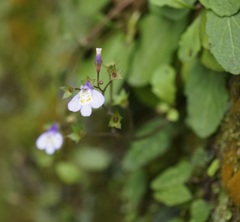 Mazus fauriei