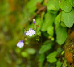 Mazus fauriei