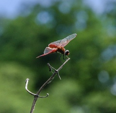 Tramea loewii