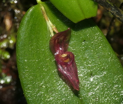 Pleurothallis deflexa