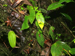 Pleurothallis deflexa