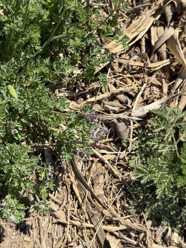 Corydalis bungeana, photograph 3