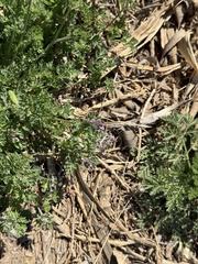 Jane Charlen, CC BY, iNaturalist via GBIF Corydalis bungeana, photograph Jane Charlen, CC BY, iNaturalist via GBIF