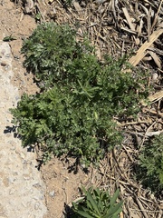 Jane Charlen, CC BY, iNaturalist via GBIF Corydalis bungeana, photograph Jane Charlen, CC BY, iNaturalist via GBIF