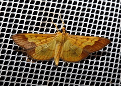 Meroctena staintonii