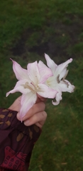 Amaryllis belladonna