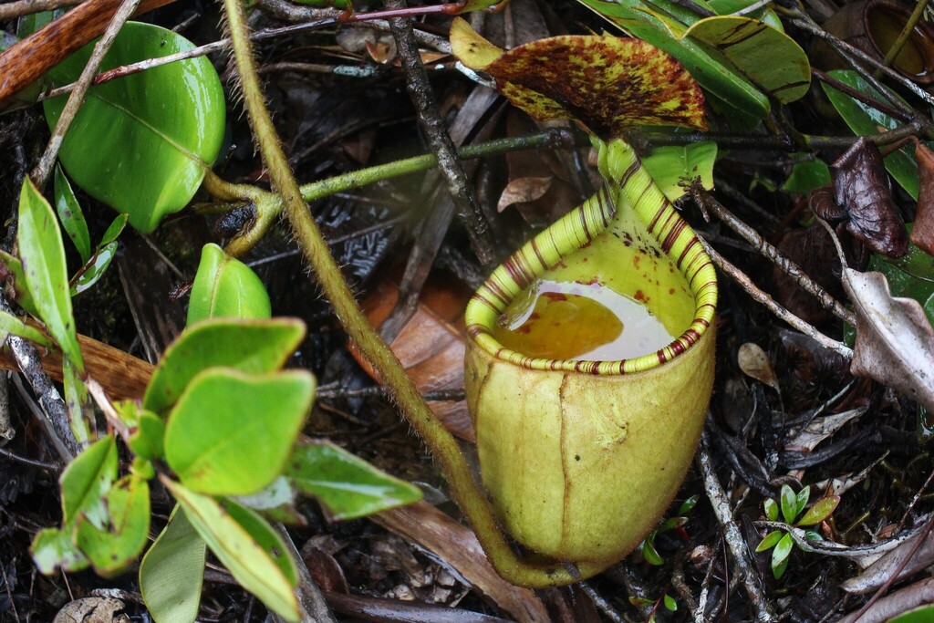 Nepenthes erucoides A.S.Rob. & S.G.Zamudio
