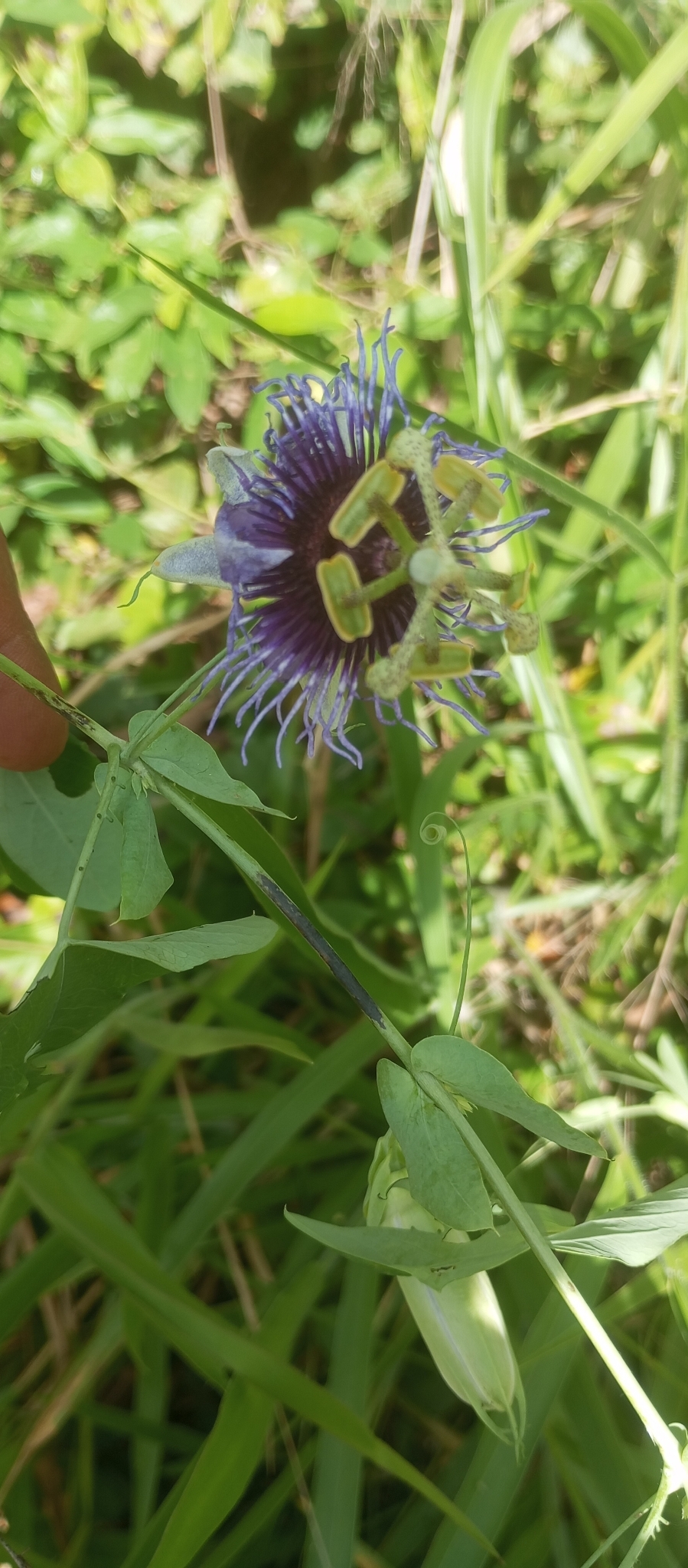 Passiflora amethystina