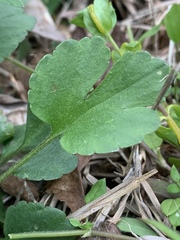 Ranunculus micranthus