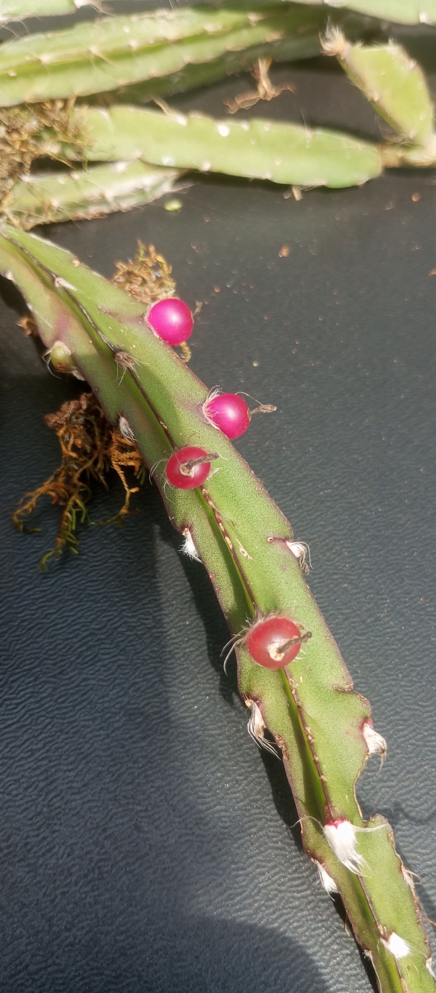 Lepismium cruciforme