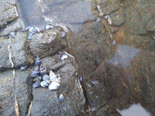 Austrolittorina antipodum