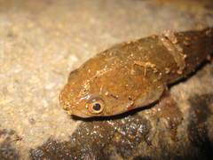 Channa limbata
