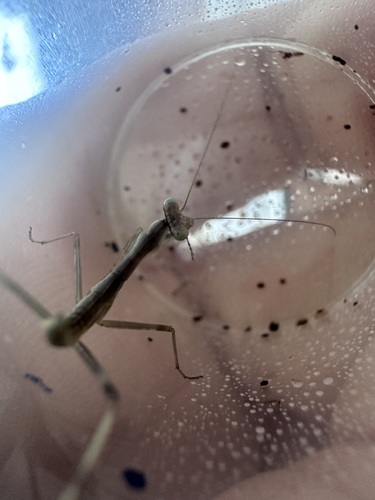 Hierodula maculata