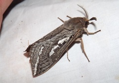Abantiades argentata