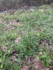 Ranunculus micranthus