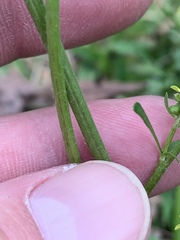 Ranunculus micranthus