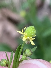 Ranunculus micranthus