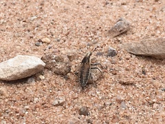 Scaphomorphus
