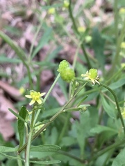 Ranunculus micranthus