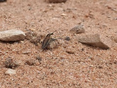 Scaphomorphus