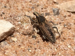 Scaphomorphus