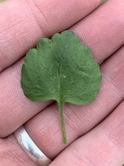 Ranunculus micranthus