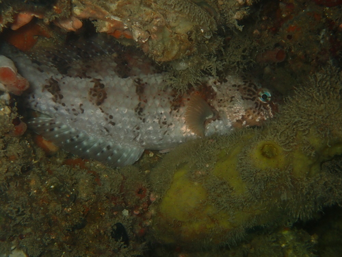 Notolabrus parilus