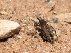 Scaphomorphus
